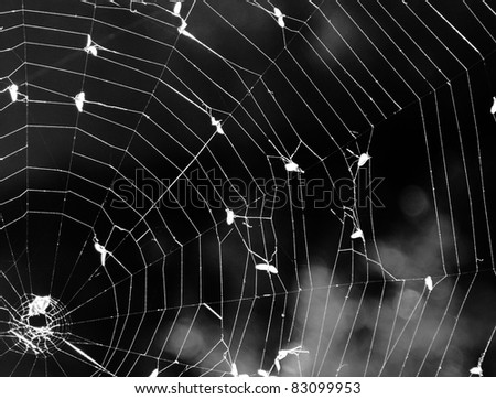 spider web with caught bugs in it, black and white