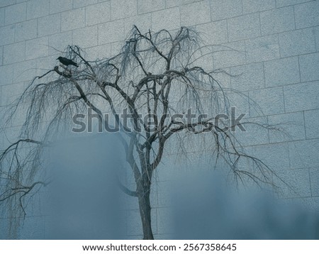 Similar – Image, Stock Photo Crow on bare tree raven