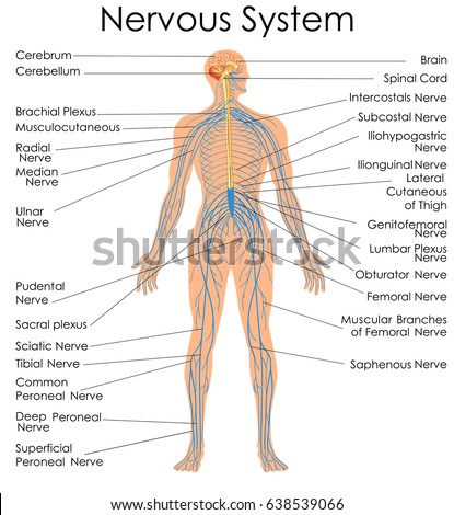 Central Nervous System Diagram Drawing / Central Nervous System Tumors