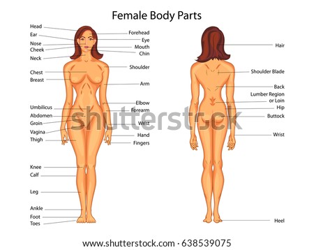 Anatomy Of Female Back Anatomy Drawing Diagram