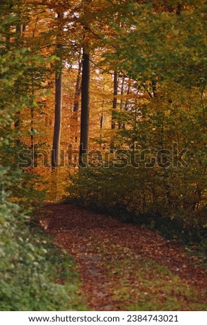 Similar – Image, Stock Photo Golden October