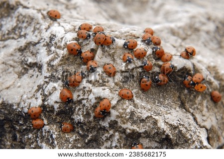 Similar – Image, Stock Photo Asian ladybird Ladybird