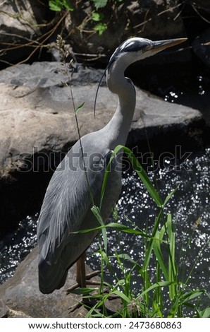 Similar – Image, Stock Photo Grey heron waiting for prey on green pond bank