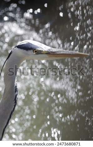 Similar – Image, Stock Photo Grey heron waiting for prey on green pond bank