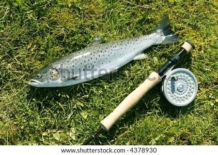 Freshly caught trout lying on the riverbank with fishing rod