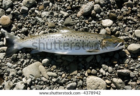 Freshly caught trout lying on the riverbank