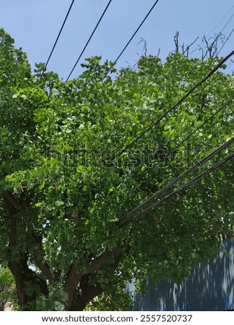 Similar – Image, Stock Photo Bush between blue and gray