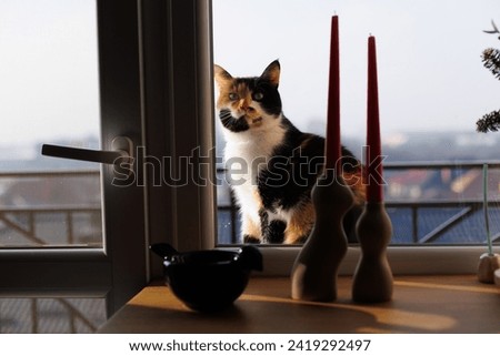 Similar – Image, Stock Photo Portrait through balcony door of young blonde woman in dress and stockings