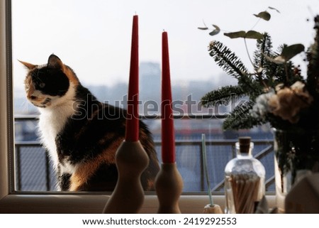 Similar – Image, Stock Photo Portrait through balcony door of young blonde woman in dress and stockings