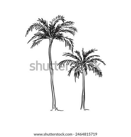  A line drawn illustration of two individual file palm trees in a sketchy style. Black and white sketch, vectorised for a wide variety of uses. This file consists of 2 individual vectors.