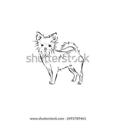 A chihuahua illustration in black and white sketch style. Canine handbag dog, cute illustration, drawn by hand in a sketch style.