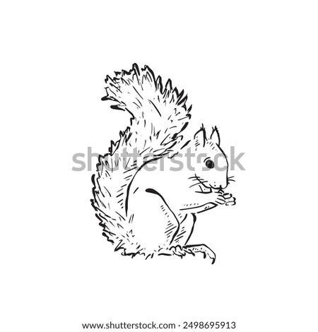 A line drawn squirrel facing right with tail curled up. Inspired by woodland. Grey squirrel, red squirrel eating. Drawn by hand in line and vectorised. 