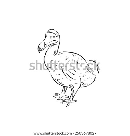 A line drawn dodo. An extinct flightless bird vector, drawn by hand in black and white. These birds lived in Mauritius and went extinct in the 1600's.