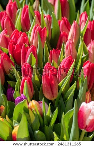 Similar – Image, Stock Photo urban interweaving of nature, people and culture