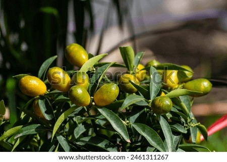 Similar – Image, Stock Photo urban interweaving of nature, people and culture