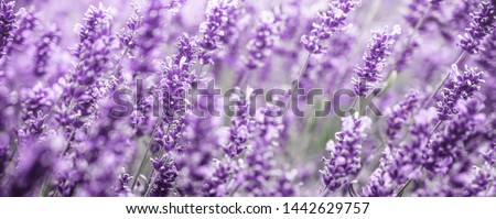 Similar – Image, Stock Photo Close-up of lavender flowers against a green background (grass)