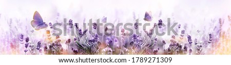 Blossoming Lavender flowers and flying butterfly in summer morning background . Purple growing Lavender panoramic view