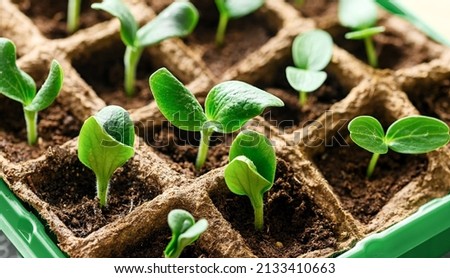 Similar – Image, Stock Photo Zucchini seedlings on a pink garden table, rosemary is in bloom, garden tools are ready for use