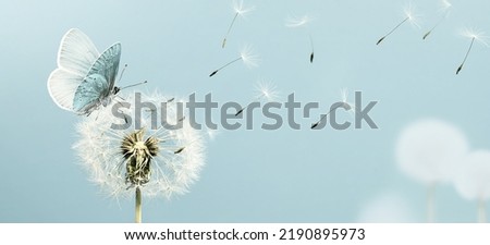 Similar – Image, Stock Photo Beautiful dandelion