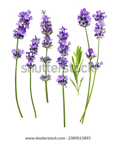 Similar – Image, Stock Photo Close-up of lavender flowers against a green background (grass)