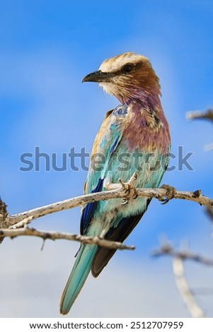 Image, Stock Photo Forked Roller on a branch in Tanzania