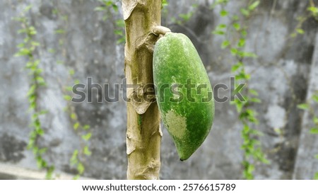 Similar – Image, Stock Photo Tree trunk with its annual rings