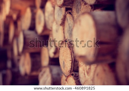 Similar – Image, Stock Photo Forest, fir forest, beech forest