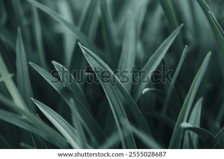 Similar – Image, Stock Photo Macro shot: grass plants