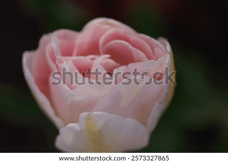 Similar – Image, Stock Photo Delicate pink tulips with stems and leaves on white background. Floral border. Springtime concept. Mother day greeting card. Beauty