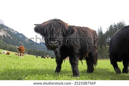 Image, Stock Photo Scottish highland cattle in the sunshine on a pasture in Oerlinghausen near Bielefeld at the Hermannsweg in the Teutoburg Forest in East Westphalia-Lippe, photographed in classic black and white