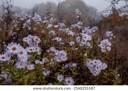 Similar – Image, Stock Photo Asters in the rain