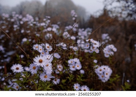 Similar – Image, Stock Photo Asters in the rain