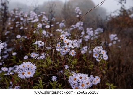 Similar – Image, Stock Photo Asters in the rain