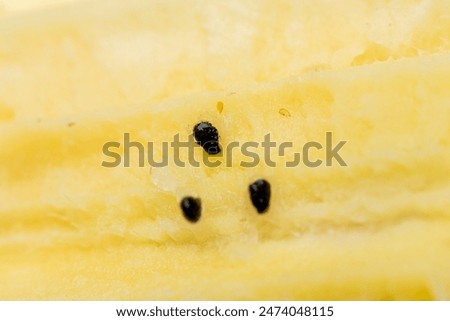 Similar – Image, Stock Photo A small fat bumblebee really sucks in a yellow flower with pollen.