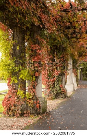 Similar – Image, Stock Photo Green door entwined with ivy