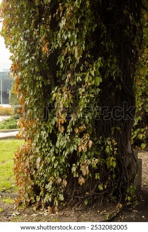 Similar – Image, Stock Photo Green door entwined with ivy