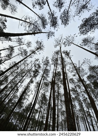 Similar – Foto Bild 100 | Ein Fuß steht auf dem Boden, der andere schwebt