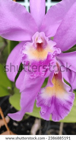 Similar – Foto Bild Leicht verblühte orange Blüte