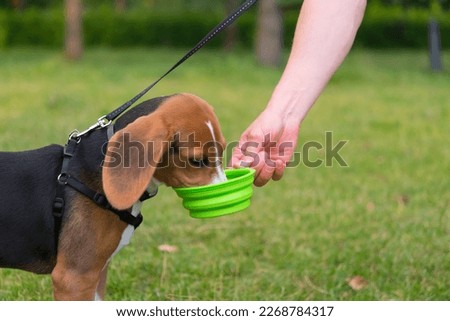 Similar – Foto Bild DER HUND, DIE HITZE & DAS MEER