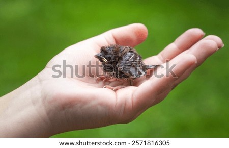 Similar – Foto Bild Ein Spatz auf seinem Beobachtungsposten  auf dem  Sonnenschirm