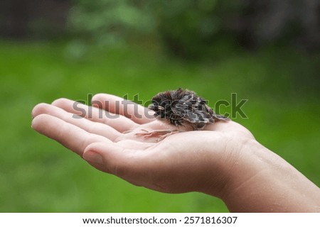 Similar – Foto Bild Ein Spatz auf seinem Beobachtungsposten  auf dem  Sonnenschirm