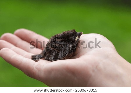 Similar – Foto Bild Ein Spatz auf seinem Beobachtungsposten  auf dem  Sonnenschirm