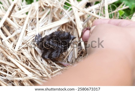 Similar – Foto Bild Ein Spatz auf seinem Beobachtungsposten  auf dem  Sonnenschirm