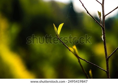 Image, Stock Photo Detail of thin branches with small yellow flowers