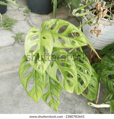 Image, Stock Photo a leaf with holes