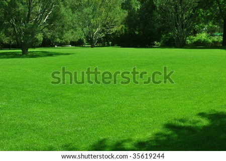 A green meadow in a park, ideal place for a party.