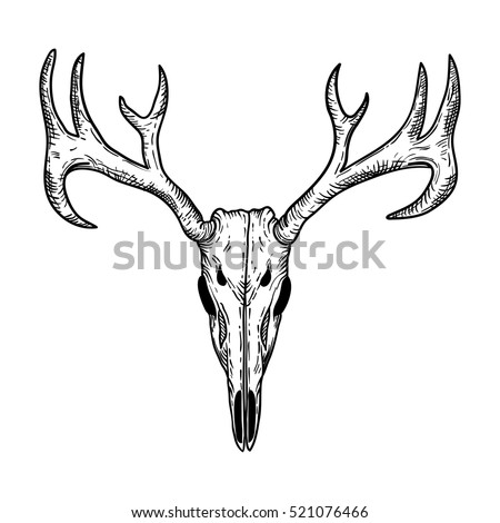 Drawings Of Deer Skulls | Free download on ClipArtMag