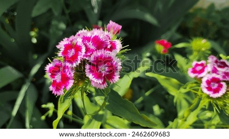 Similar – Image, Stock Photo wild carnations Flower