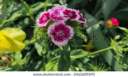 Similar – Image, Stock Photo wild carnations Flower