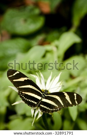 Zebra butterfies and chrysalis at the Budapest Zoo, Hungary. The Zebra is the state butterfly